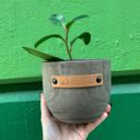 Talk Dirt to Me Wood Planters with Cute Sayings on Leather Tags: Late Bloomer, Flower Power, I Will Survive