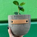 Talk Dirt to Me Wood Planters with Cute Sayings on Leather Tags: Late Bloomer, Flower Power, I Will Survive