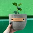 Talk Dirt to Me Wood Planters with Cute Sayings on Leather Tags: Late Bloomer, Flower Power, I Will Survive