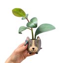 Hedgehog Pot | Decorative Ceramic Planter | Mini Animal Shaped Pot for Succulents/Small Plants Animal Shaped Plant Pots - Fish, Zebra, Walrus, Giraffe, Hedgehog, Llama and more