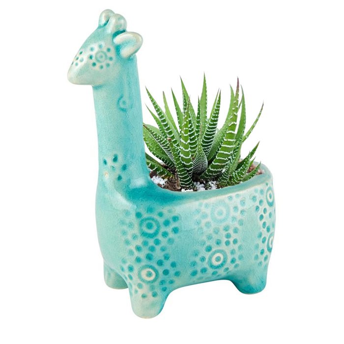 Animal Shaped Plant Pots - Fish, Zebra, Walrus, Giraffe, Hedgehog, Llama and more