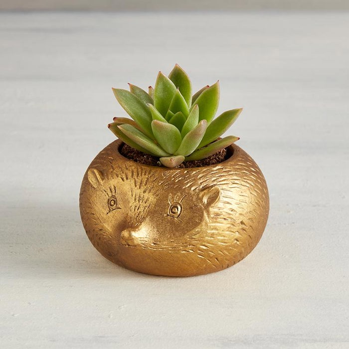 Animal Shaped Plant Pots - Fish, Zebra, Walrus, Giraffe, Hedgehog, Llama and more