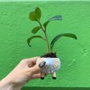 White Elephant Pot | Decorative Succulents Ceramic Planter  | 2.5" Tall Animal Shaped Plant Pots - Fish, Zebra, Walrus, Giraffe, Hedgehog, Llama and more