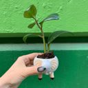 White Elephant Pot | Decorative Succulents Ceramic Planter  | 2.5" Tall Animal Shaped Plant Pots - Fish, Zebra, Walrus, Giraffe, Hedgehog, Llama and more