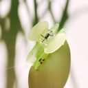 Cherries in Mint Ice Jane Exclusive Hair Claws Stocking Stuffers - Giftable Styles You’ll Love