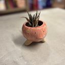 Pink Fish Mini Planter Pot | Tropical Shaped Fish Pot | Decorative Animal Design | 5" x 3" Animal Shaped Plant Pots - Fish, Zebra, Walrus, Giraffe, Hedgehog, Llama and more