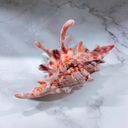  Realistic Conch Shell Hair Claw in Natural Brown and White | Claw Clip Hair Accessories