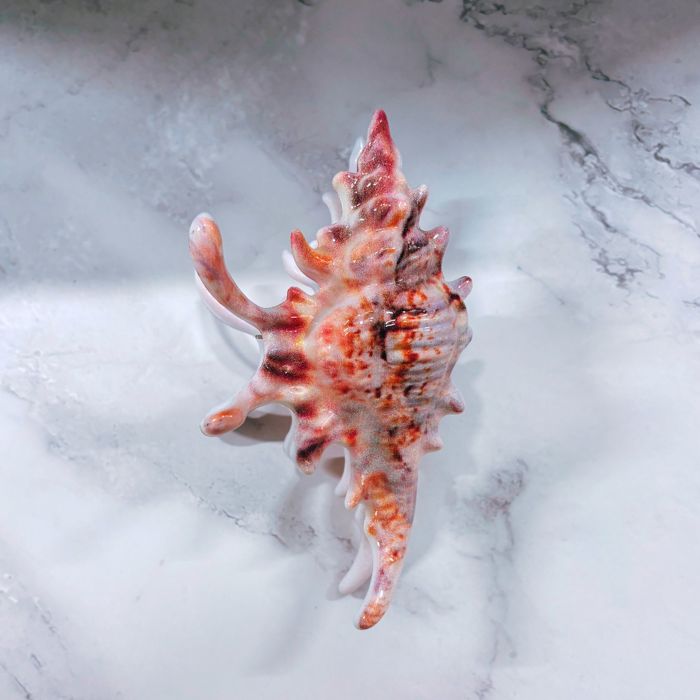 Realistic Conch Shell Hair Claw in Natural Brown and White | Claw Clip Hair Accessories