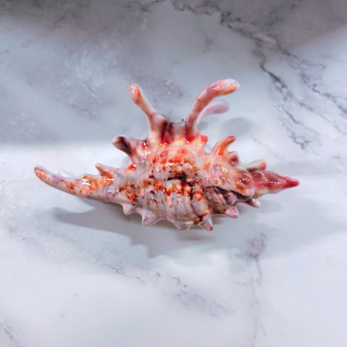 Realistic Conch Shell Hair Claw in Natural Brown and White | Claw Clip Hair Accessories