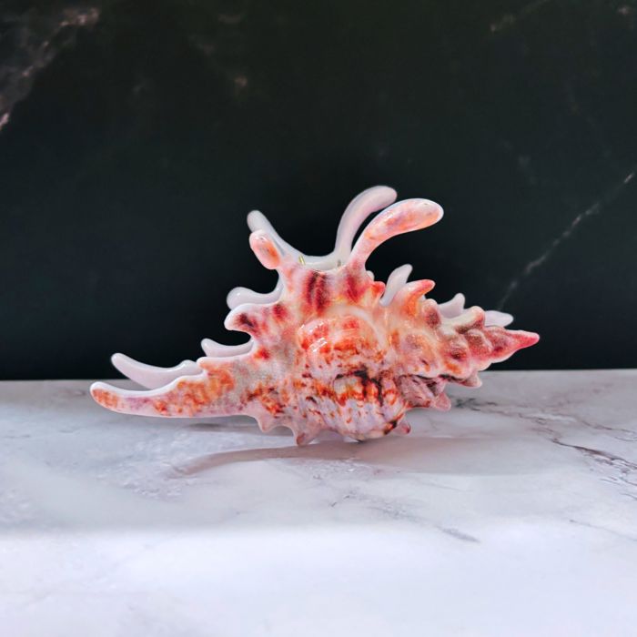 Realistic Conch Shell Hair Claw in Natural Brown and White | Claw Clip Hair Accessories