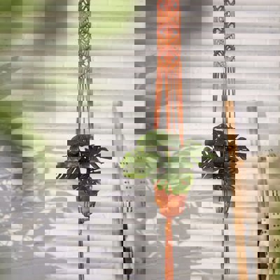 Macrame Wall Hangings, Mirrors, and Plant Hangers