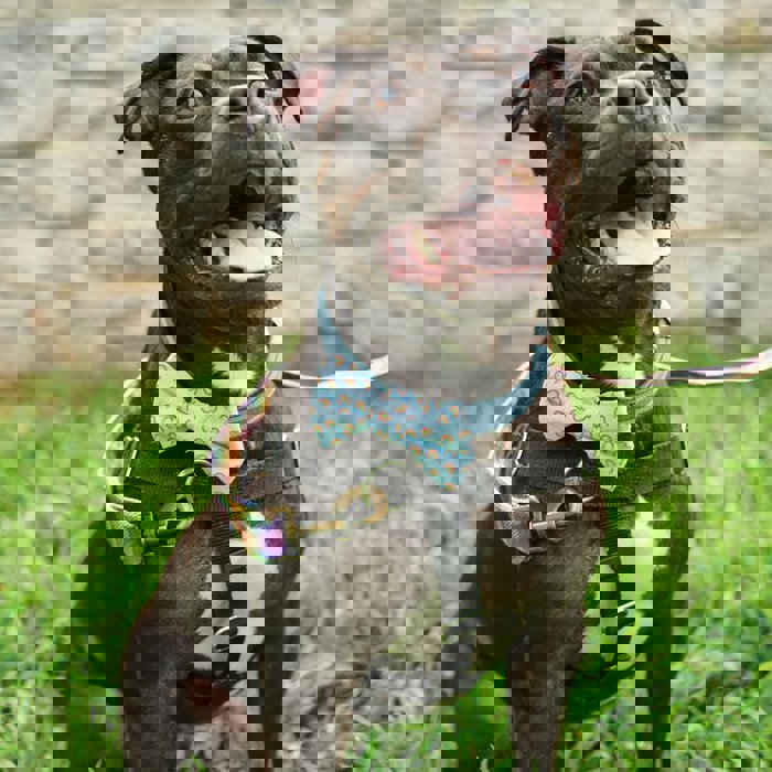 Rainbow Plaid Pet Bow Tie Set Gift For Cat/Dog Lover