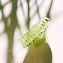  Cherries in Mint Ice Hair Clip | Claw Clip Hair Accessories