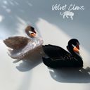  Velvet Claws Hair Clip | The Swan in Black