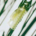  Megabow Milk White Hair Claw | Claw Clip Hair Accessories