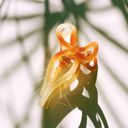  Mini Coquette Bow in Caramel Latte Hair Clip | Claw Clip Hair Accessories