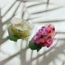  Seashell Claw Set of 2: Pearl and Purple | Hair Claw Clip Hair Accessories
