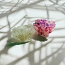  Seashell Claw Set of 2: Pearl and Purple | Hair Claw Clip Hair Accessories