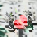  Cherries on Stem Mini Hair Claw