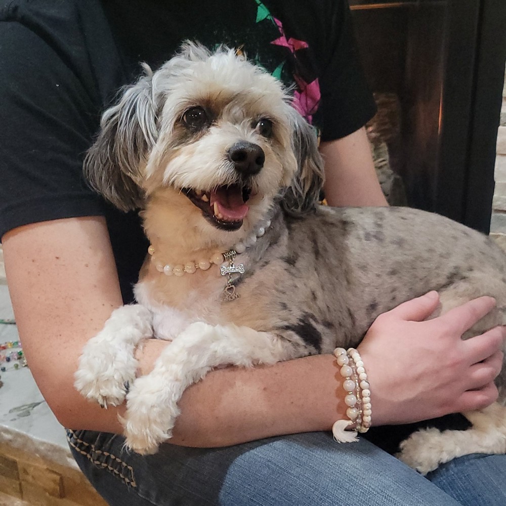 Matching Necklace for Dog/Cat and Bracelet for owner. White Set! Pet Jewelry, Gift for Pet and their owner, Pet Accessories, Dog or Cat Mom Gifts!