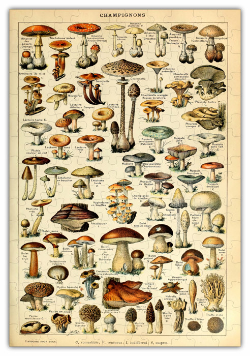 Mushroom Species Chart Wood Puzzle 160 PCS