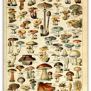  Mushroom Species Chart Wood Puzzle 160 PCS