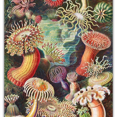 Haeckels Ocean Plants Wood Puzzle 160PCS
