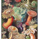  Haeckels Ocean Plants Wood Puzzle 160PCS