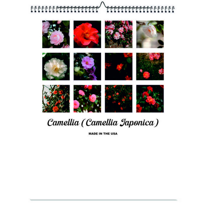 2026 Wall Calendar - Botanical Photography - 12-Month Bloom Series - 8.5x11 Wire-O Hanging Planner