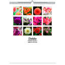 Dahlia 2026 Wall Calendar - Botanical Photography - 12-Month Bloom Series - 8.5x11 Wire-O Hanging Planner