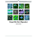 Forget-Me-Not 2026 Wall Calendar - Botanical Photography - 12-Month Bloom Series - 8.5x11 Wire-O Hanging Planner