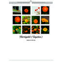 Marigold 2026 Wall Calendar - Botanical Photography - 12-Month Bloom Series - 8.5x11 Wire-O Hanging Planner
