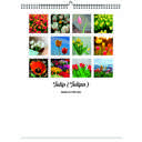 Tulip 2026 Wall Calendar - Botanical Photography - 12-Month Bloom Series - 8.5x11 Wire-O Hanging Planner