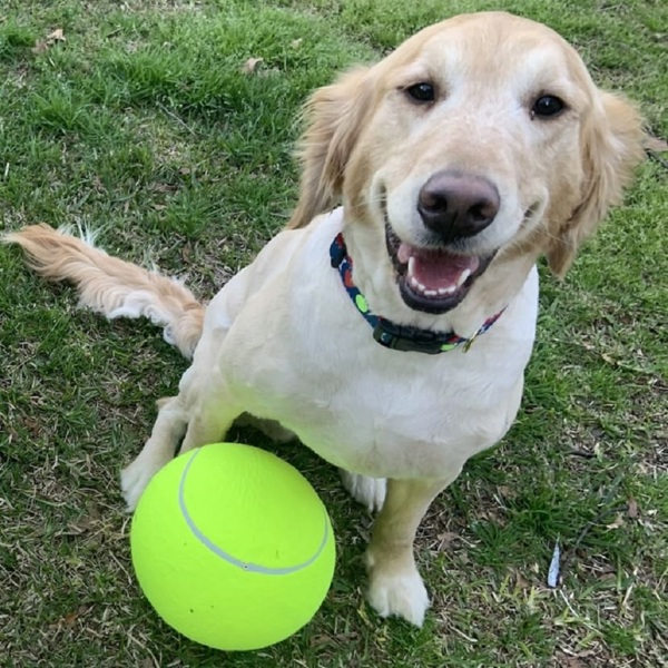 Waloo9.5 Jumbo Inch Tennis Ball for Pets Includes Hand Pump