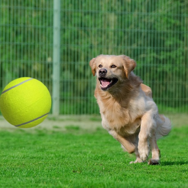 Waloo9.5 Jumbo Inch Tennis Ball for Pets Includes Hand Pump