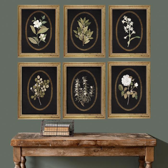 Vintage Black Botanical Collection