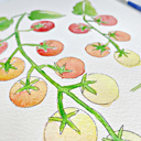  Cherry Tomato Vine Watercolor Paint Kit | All In One Art Set 