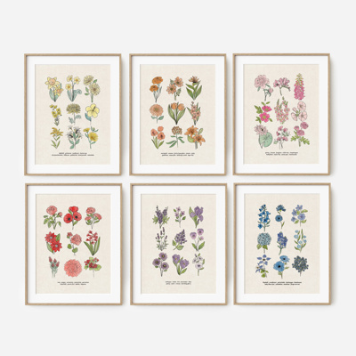 Flower Chart Art Prints | Unframed Floral Illustrations