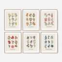  Flower Chart Art Prints | Unframed Floral Illustrations