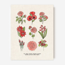  Flower Chart Art Prints | Unframed Floral Illustrations