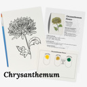  Set of 4 Watercolor Paint Kits | Floral Sketches, Brushes & Palettes | 12 Flower Options