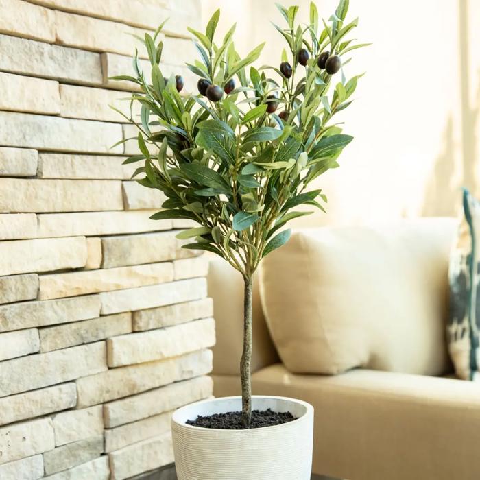  28" Olive Tree in Cement Planter