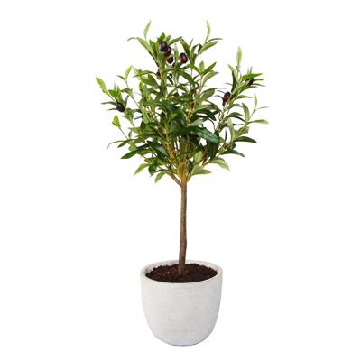  28" Olive Tree in Cement Planter