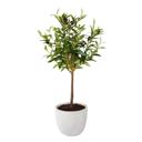   28" Olive Tree in Cement Planter