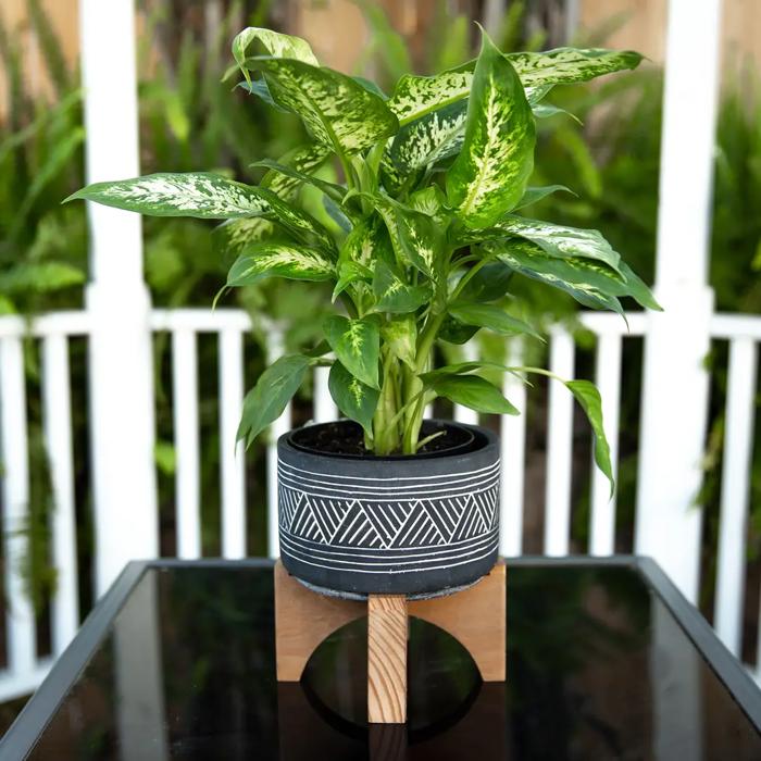 7" Mountain Cement  Planter