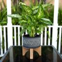  7" Mountain Cement  Planter
