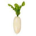  Artificial Long Radish
