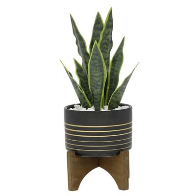Snake Plant in Black & Gold Planter