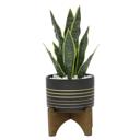  Snake Plant in Black & Gold Planter