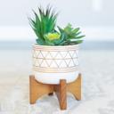 Gold Succulent Mix in Gold Geo Planter 